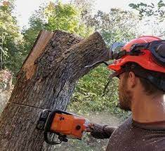 Tree service rockford, il about us beloit tree is a company composed of professionals who are known for our prestigious quality of work efforts on both personal and commercial platforms. Residential Tree Removal Lot Clearing Rockford Il