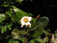 Image result for Gardenia imperialis