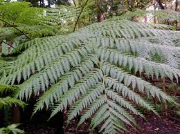 Image result for Cyathea capensis
