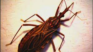 But after watching this little clip, i think we have it pretty good here in the phoenix az valley! 11 Venomous Animals Of Arizona Features Azfamily Com