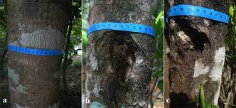 7 size black anti bird netting pest commercial plant net fruit tree bird netting. The Amazing Potential Of Fungi 50 Ways We Can Exploit Fungi Industrially Springerlink