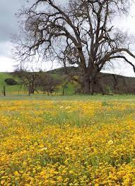 See more of san luis obispo botanical garden on facebook. Go See The Wildflowers In Season San Luis Obispo County Visitors Guide