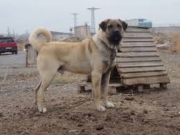 Pin By Claire Chantrel On Armando Leon Landaveri In 2020 Kangal Dog Dogs Labrador Retriever