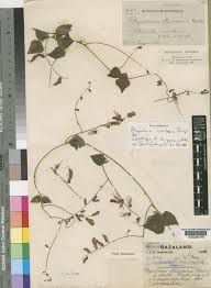 Image result for Rhynchosia caribaea