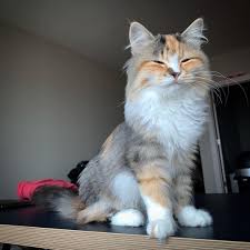 Anybody who loves cats has probably been hypnotized by these independent, mischievous, charming and mysterious pets. Chloe S Siberians Kittens Siberian Kittens Siberian Cat For Sale Siberian Kittens For Sale