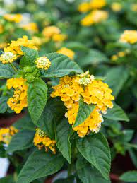 Lantana Spring Plants Lantana Plants