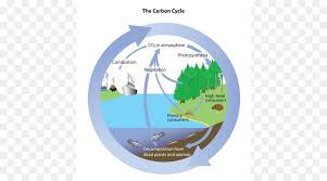 ¿qué se encarga del ciclo del carbono? Ciclo Del Carbono Ciclo Del Agua Biologia Imagen Png Imagen Transparente Descarga Gratuita