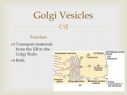 What is the function of the vesicle in an animal cell. Chapter 1 Centrosome Function Organization Center For Microtubules And Provide Structure For The Cell Both Ppt Download