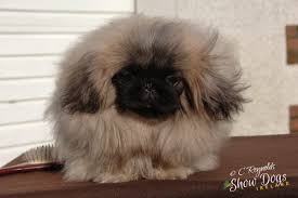 Black And White Pekingese Puppies For Sale Pekingese Puppy Male For Sale Dungannon County Tyrone Pets4homes Pekingese Puppies Pug Puppies Puppies