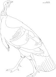 American Wild Turkey Coloring Page Turkey Coloring Pages Turkey Drawing Coloring Pages
