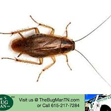 The closest termite exterminator in murfreesboro is envirocare inc., which is located at 415 north walnut street. The Bug Man Llc