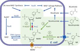 Metabolic engineering of Escherichia coli for optimized biosynthesis of  nicotinamide mononucleotide, a noncanonical redox cofactor