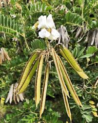 Image result for Tephrosia praecana