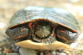 The midland painted turtle is a good option for beginner turtle keepers, as is is tame, hardy, and enjoyable to watch. Group Urges Caution During Turtle Nesting Season Orillia News