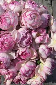 Jump to navigation jump to search. Pin On Gardening