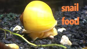If you do not want to prepare zucchini every day for your fish, you can slice an entire zucchini into medallions and boil it. What Do Water Snails Eat Aquatic Snail Feeding Guide