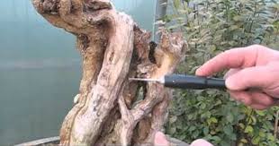Bonsai Getting Something From Nothing Youtube Dengan Gambar