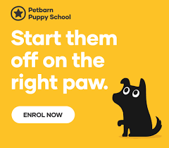 Anything the puppy doesn't learn about during socialization could potentially how do you create kindergarten for pups? Puppy Socialisation Checklist Guide Petbarn