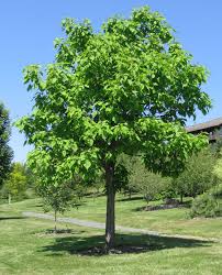Check spelling or type a new query. Catalpa Speciosa Wikipedia