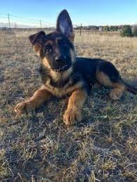 Looking for a german shepherd puppy for sale in ohio? 58 German Shepherd Breeder Ideas German Shepherd Breeders German Shepherd Shepherd