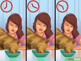 Feeding a cat looks simple enough at first glance. 3 Ways To Feed Different Diets To Multiple Cats Wikihow