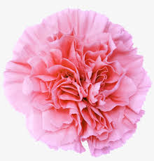 Use it in your personal projects or share it as a cool sticker on whatsapp, tik tok, instagram, facebook messenger, wechat, twitter or in other messaging apps. Go To Image Pink Flower Transparent Background 2418x2406 Png Download Pngkit