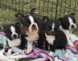 Maybe you would like to learn more about one of these? Boston Terrier Puppies For Sale Petskona Com