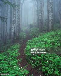 5,265 Misty Washington Stock Photos, High-Res Pictures, and Images