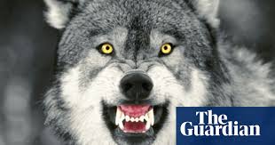 The latest news from wolves. How America Is Learning To Live With Wolves Again Wildlife The Guardian