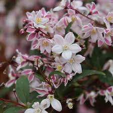 Image result for Deutzia