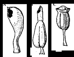 Image result for Mayacaceae