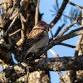Birds & Brews – Ute Valley Park & 105 West Brewing