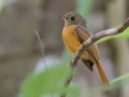 Image result for Rutidea orientalis