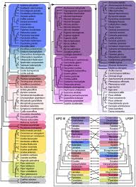 Image result for Aeschynomene micrantha