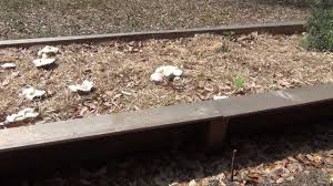 Perfect to use as decoration or a lovely side table, it's a wonderful addition to the. How To Grow Massive Oyster Mushrooms In Your Straw Garden Part 2 3 Months Later Youtube