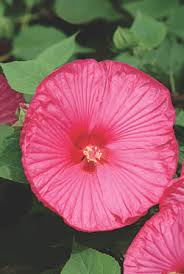 Hearty Hibiscus Luna Rose Flower Seeds Flowers Perennials Hibiscus