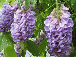 Big bloomers flower farm offers one of the largest selections of perennials, herbs, shrubs, xeriscape plants and more in the southeast. Fabulous Early Bloomers To Plant Now Kings Nursery In Santa Rosa