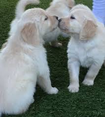 Maybe you would like to learn more about one of these? Henderson Golden Retrievers Las Vegas Nevada 2017 Litter Golden Retriever Litter Puppies