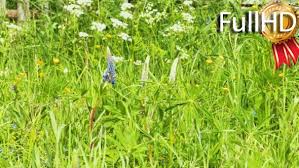 However, if you have a purple flower weed popping up in your lawn, it's probably in your best interest to figure out what it is before calling a lawn control service. Beautiful Small Violet Flowers In Green Grass By Renewer Videohive