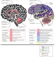 The primary auditory cortex (pac) is found on the posterior superior temporal gyrus and portions of the planum temporale and heschl's gyrus. Perception Note Log Merate A Barakat