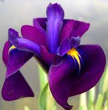 Japanese Iris Iris Flowers Purple Flowers Flowers