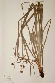 Image result for Cyperus deciduus