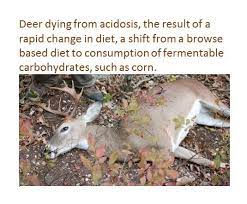 Some deer eat apples, melon and carrots. Feeding Deer Deer Friendly