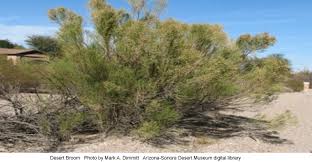 Start studying plant crossword vocab. Desert Broom Another Medicinal Plant Arizona Daily Independent