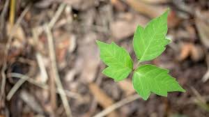 Maybe you would like to learn more about one of these? How To Treat Poison Ivy Oak And Sumac Health Answers Walgreens