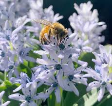 Image result for Blotiella sinuata