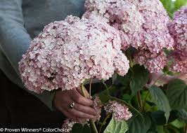 We did not find results for: Incrediball Blush Smooth Hydrangea Hydrangea Arborescens Proven Winners