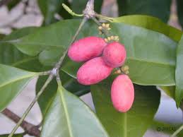 Image result for Gnetaceae