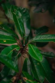 Image result for Pteronia acuminata