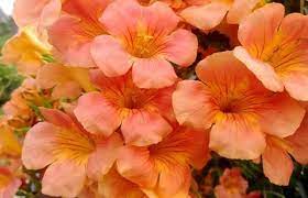 9 Flores Naranjas Nombres Caracteristicas Y Fotos Flores De Color Naranja Plantas De Exterior Flores